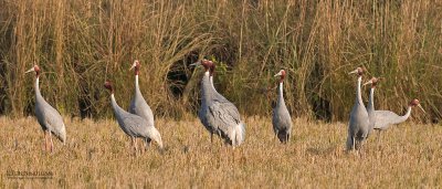 Saruskraanvogel - Sarus crane - Grus antigone