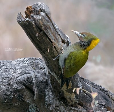 Grote geelkuifspecht - Greater Yellownape - Picus flavinnucha