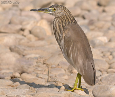 Indische Ralreiger - Indian Pond Heron - Ardeola grayii