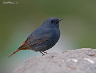 Waterroodstaart - Plumbeous Redstart - Phoenicurus fuliginosus