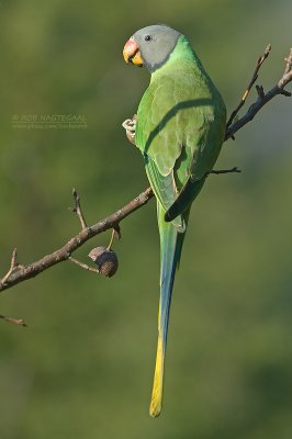 Grijskopparkiet - Slaty-headed Parakeet - Psittacula himalayana