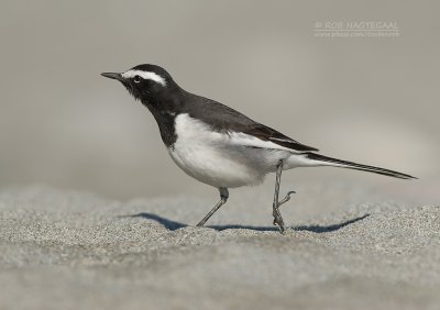 Indische Bonte Kwikstaart - White-browed Wagtail - Motacilla madaraspatensis