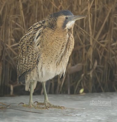 Roerdomp - Bittern - Botaurus stellaris