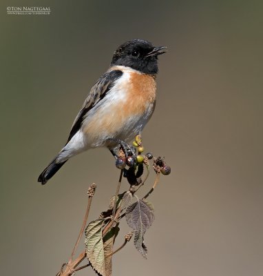  Aziatische Roodborsttapuit - Siberian Stonechat -   Saxicola maurus