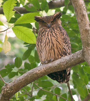 Himalaja visuil - Tawny Fish-owl - Ketupa flavipes