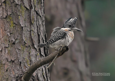 Chinese Reuzenijsvogel - Crested Kingfischer - Megaceryle lugubris