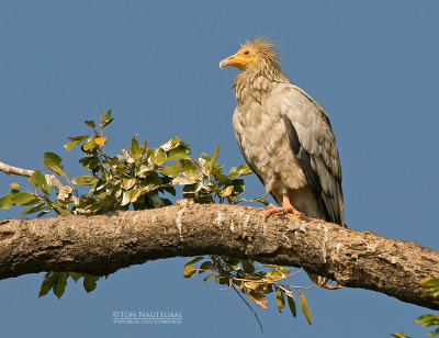 Aasgier - Egyptian Vulture - Neophron percnoterus