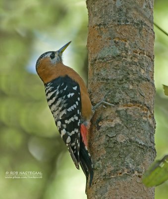 Bloedbuikspecht - Rufous Belied Woodpecker - Dendrocopos hyperythrus