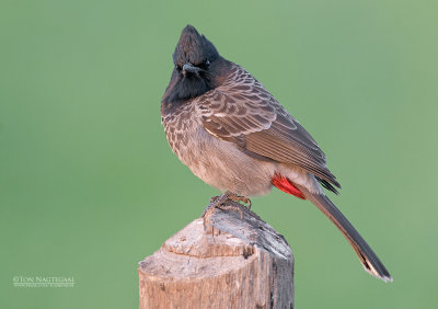 Roodbuikbuulbuul - Red-vented Bulbul - Pycnonotus cafer