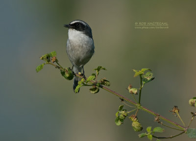 Grijs Paapje - Gray Bushchat - Saxicola ferrea