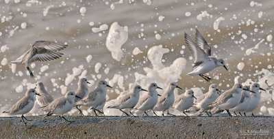 Drieteenstrandloper - Sanderling - Calidris alba