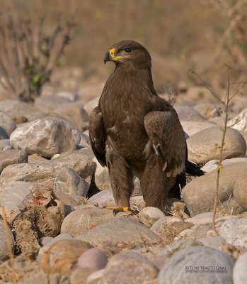 Steppearend - Steppe Eagle - Aquila nipalensis