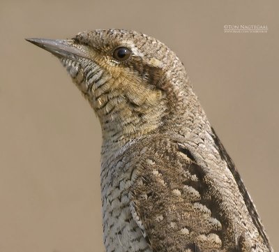 Draaihals - Wryneck - Jynx torguilla