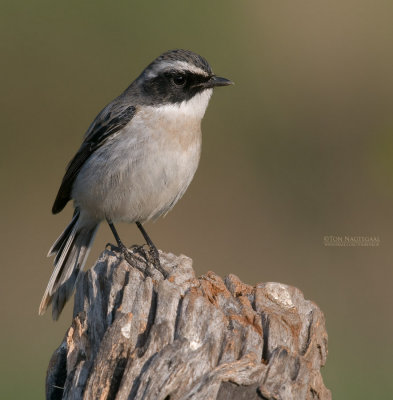 Grijs Paapje - Gray Bushchat - Saxicola ferrea