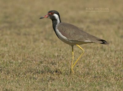 Indische Kievit - Red-wattled Lapwing - Vanellus indicus