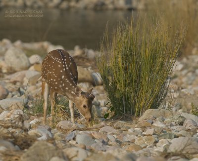 Axishert - Spotteddeer - Axis axis