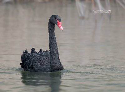 Zwarte Zwaan - Black Swan - Cygnus atratus