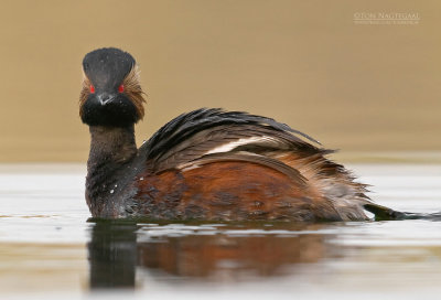 Geoorde fuut - Black-necked Grebe - Podiseps nigricollis