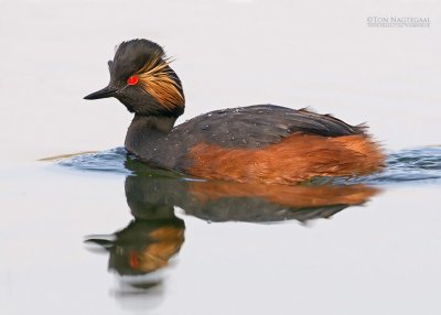 Geoorde fuut - Black-necked Grebe - Podiseps nigricollis