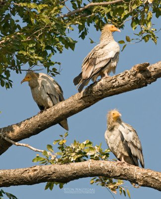 Aasgier - Egyptian Vulture - Neophron percnoterus