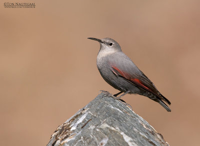 Rotskruiper - Wallcreeper - Tichodroma muraria