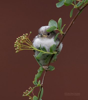 Staartmees - Long-tailed tit - Aegithalos caudatus