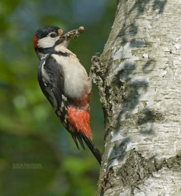 Grote bontespecht - Great spotted woodpecker - Dendrocopos major