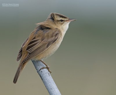 Rietzanger - Sedge warbler - Acrocephalus schoenobaenus