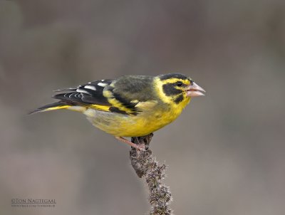 Himalaja-groenling - Yellow-breasted Greenfinch - Carduelis spinoides