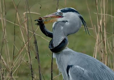 g3/35/632935/3/55111532.blauwereigeraal1kl.jpg