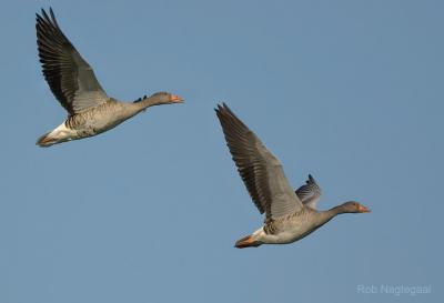 Grauwegans - Greylag goose - Anser anser