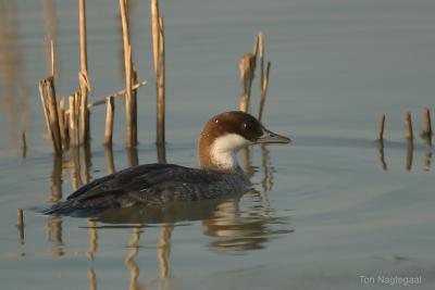 Nonnetje - Smew - Mergus albellus