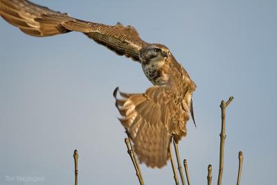 Buizerd - Buzzard - Buteo buteo