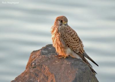Torenvalk - Common Kestrel - Falco tinuncullus