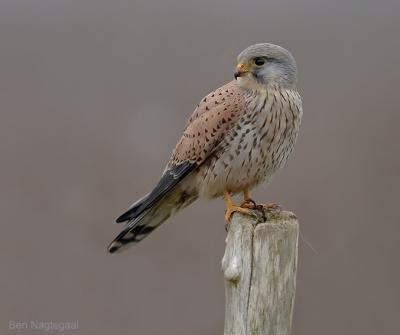 Torenvalk - Common Kestrel - Falco tinuncullus