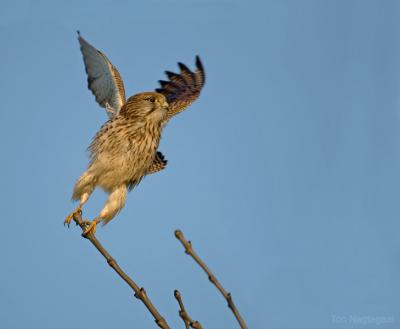 Torenvalk - Common Kestrel - Falco tinuncullus