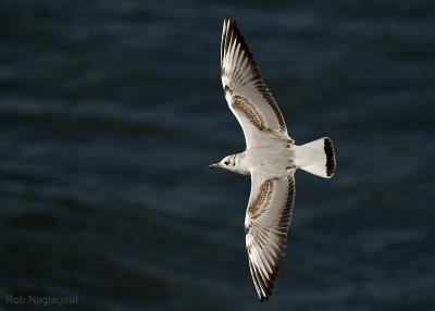 Kokmeeuw - Black-headed gull - Larus ridibundus