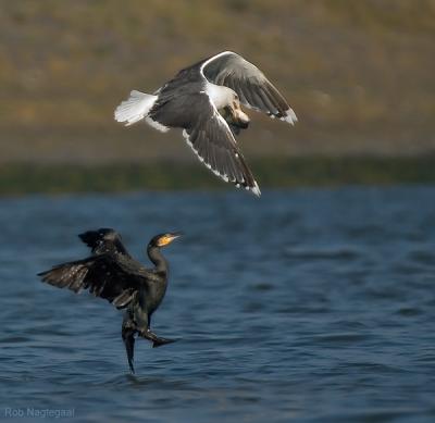 Grote mantelmeeuw & Aalscholver  - Great black-backed gull & Great cormorant - Larus marinus & Phalacrocorax carbo