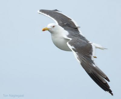 Kleine mantelmeeuw - Lesser black-backed gull - Larus fuscus