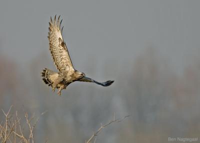 Ruigpoot buizerd - Rough legged buzzard - Buteo lagopus