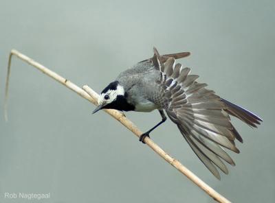 Wittekwikstaart - White wagtail - Motacilla alba