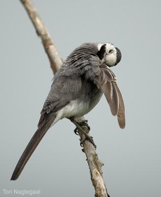 Wittekwikstaart - White wagtail - Motacilla alba