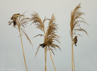 Rietgors - Reed bunting - Emberiza schoeniclus