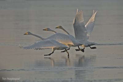 Wilde zwaan - Whooper swan - Cygnus cygnus