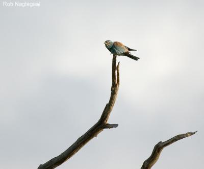 Scharrelaar - European Roller - Coracias garrulus