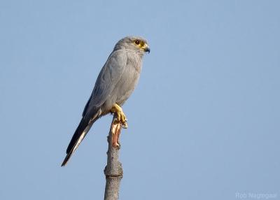 Grijzetorenvalk - Grey Kestrel - Falco ardosiaceus