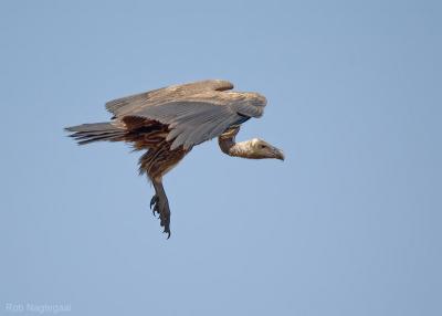 Witruggier - White-backed Vulture - Gyps africanus