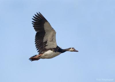 Spoorwiekgans - Spur-winged Goose - Plectropterus gambensis