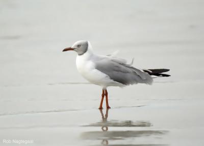 Grijskopmeeuw - Gray-headed  gull - Larus cirrocephalus