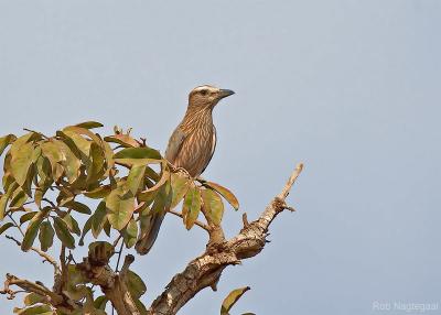 Roodkruinscharrelaar - Rufous-crowned Roller - Coracias naevia